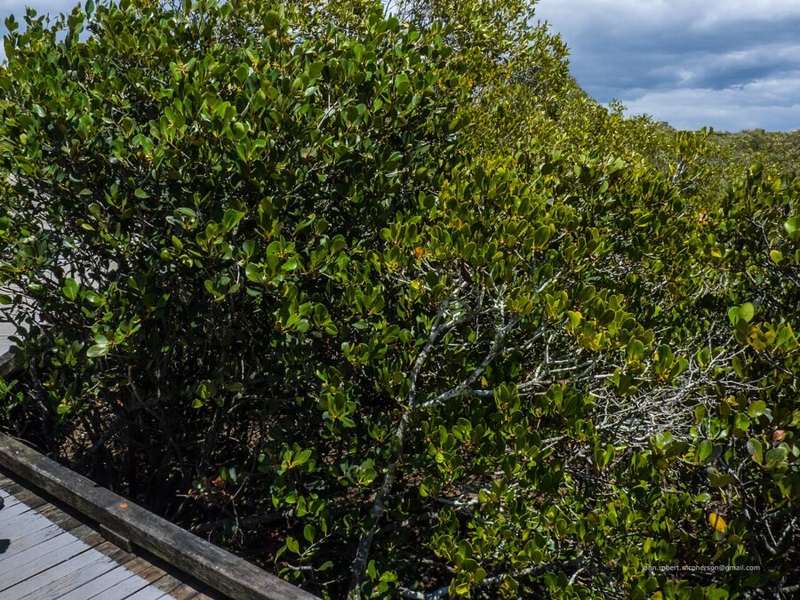 Nudgee Beach