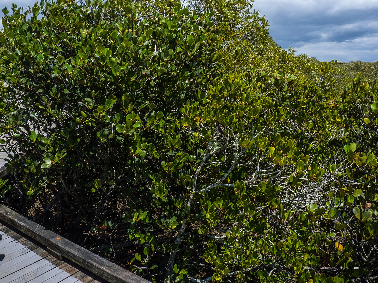 Nudgee Beach