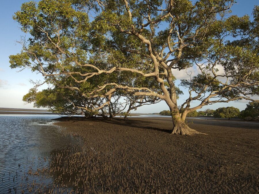 Boondall Wetlands