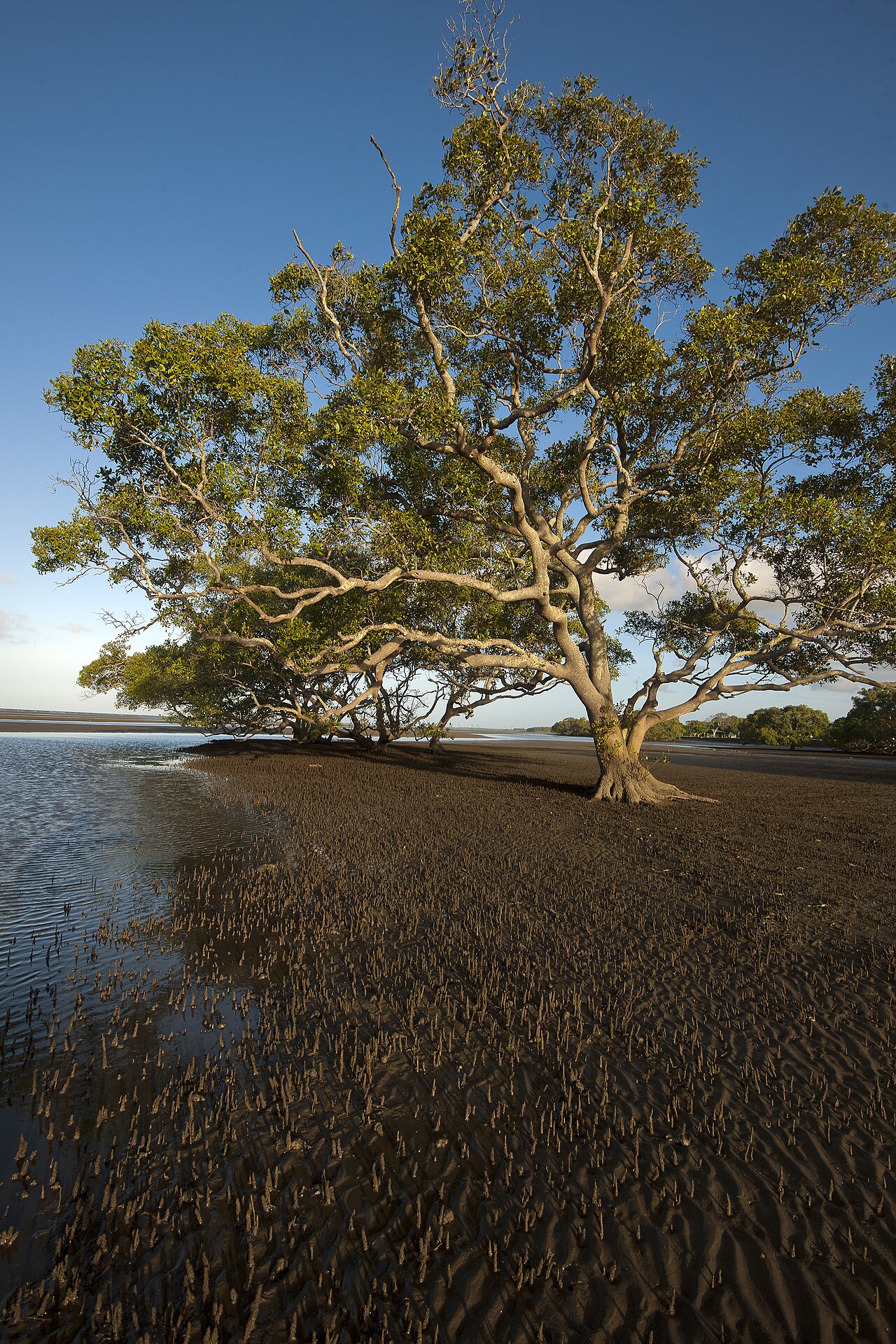 Boondall Wetlands